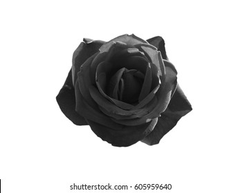 108,570 Black roses isolated Stock Photos, Images & Photography ...