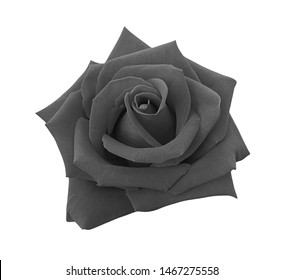 Realistic Black Rose Water Drops Isolated Stock Vector (Royalty Free ...