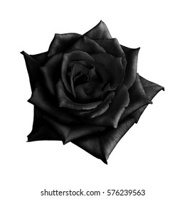 Black Rose Isolated On White Background