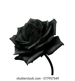 205,863 Rose isolated black background Images, Stock Photos & Vectors ...