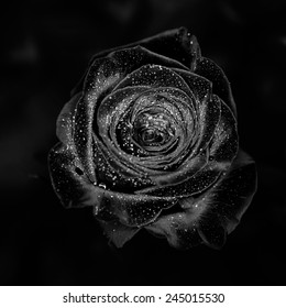 Black Rose On A Black Background With Drops On The Petals