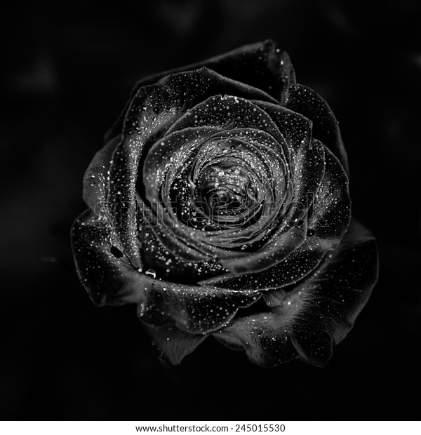 黒い背景に黒いバラと花びらに水滴 の写真素材 今すぐ編集