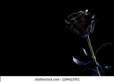black rose on a black background. Space for text