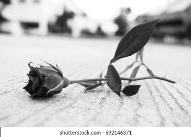 Black Rose On Concrete Floor