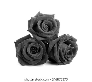 Black Rose On White Background