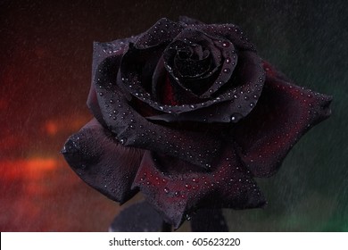 ebony rose flower