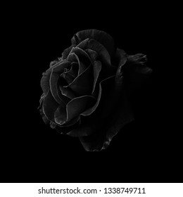 Black Rose Wallpaper Stock Photo Edit Now