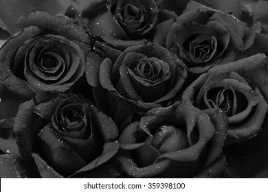 Rose photography black About Black