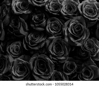 512,050 Black Rose Background Images, Stock Photos & Vectors | Shutterstock