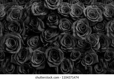 black roses isolated on a black background. 