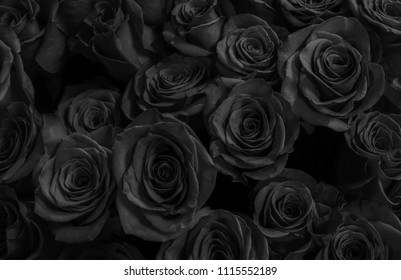 512,050 Black Rose Background Images, Stock Photos & Vectors | Shutterstock