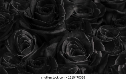 Black Roses Isolated On Black Background Stock Photo 1310470328 ...