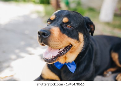 
Black Rottweiler Dog With Brown Spots, Brown Eyes, Shows A Pink Tongue, Lies On A Waltz, Green Background, A Blue Butterfly On A Dog