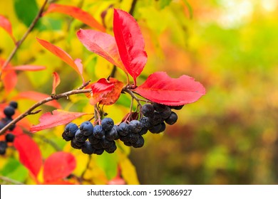 black rowan berries on branches with red leaves on an abstract background of autumn: stockfoto