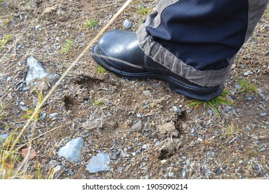 A Black Rubber Boot Standing Next To The Mark Of A Moose Hoof In The Dirt In A Swedish Forest. 