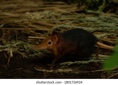 Black And Rufous Elephant Shrew