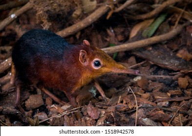 The black and rufous elephant shrew, (Rhynchocyon petersi) the black and rufous sengi, or the Zanj elephant shrew is one of the 17 species of elephant shrew found only in Africa.