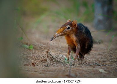 Black and rufous elephant shrew -Rhynchocyon petersi or sengi or Zanj elephant shrew, found only in Africa, native to the lowland montane and dense forests of Kenya and Tanzania.