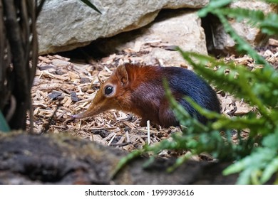 Black And Rufous Elephant Shrew, Rhynchocyon Petersi