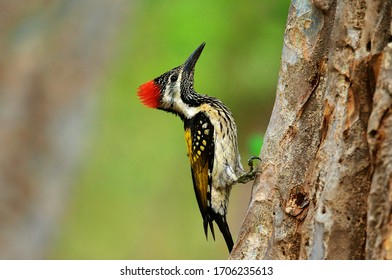 Black Rumped Flameback Bird On Tree