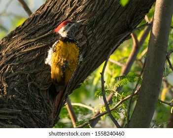 Black Rumped Flameback Feeding On Tree