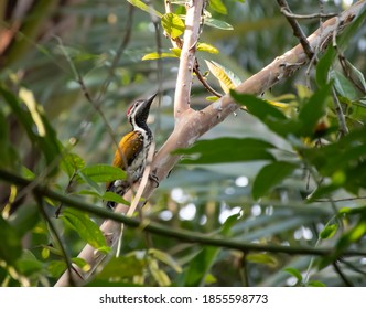 Black Rumped Flameback On The Trees