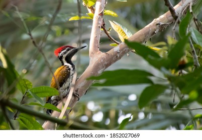 Black Rumped Flameback Woodpecker Resting