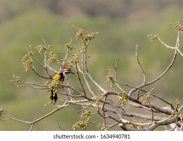 Black Rumped Flameback Woodpecker In A Tree