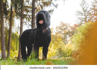 Black Russian Terrier, A Big Dog