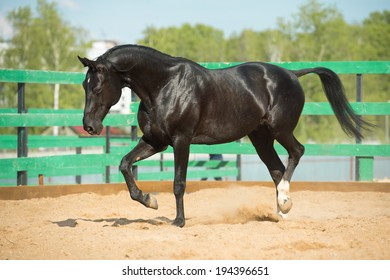 572 Russian trotter Images, Stock Photos & Vectors | Shutterstock