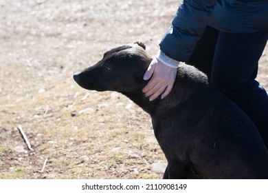 Black Sad Cute Beatiful Dog - Powered by Shutterstock