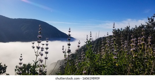 Black Sage Plant On The Side Of Mt. Lowe Above The Clouds