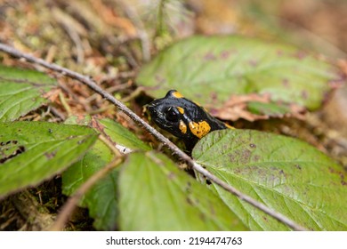 Black Salamander Tiny Yellow Spots Living Stock Photo 2194474763   Black Salamander Tiny Yellow Spots 260nw 2194474763 