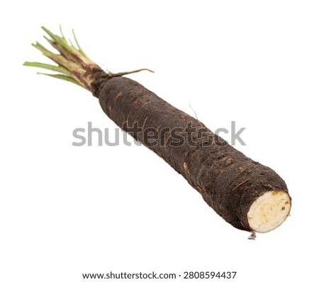 Black Salsify Whole Black Salsify Root Three Qua Isolated On White Background