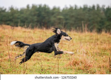 Black Saluki Running On The Meadow