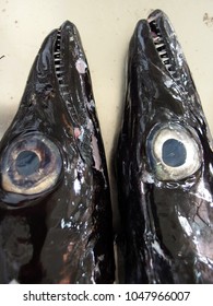 Black Scabbard Fish, Detail