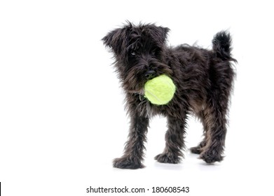 Black Schnauzer