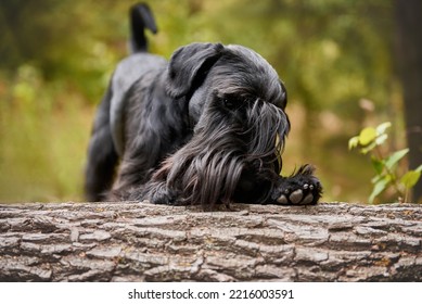 Black Schnauzer Close-up In The Forest