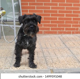 Black Schnauzer Dog With Chain Leash Hanging From Neck Standing On Sidewalk Looking At Camera Brick Wall Background