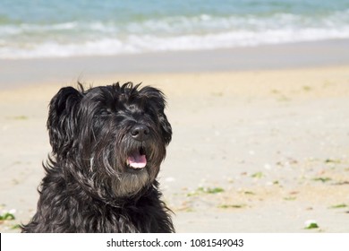 Black Schnauzer Dog On The Beach