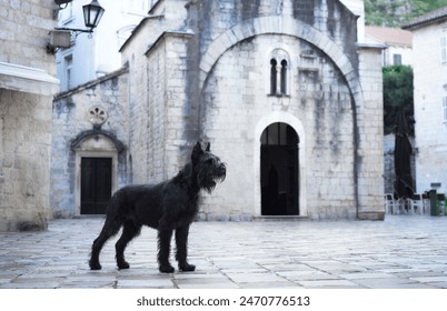 A black Schnauzer dog reclines on an old cobblestone street, gazing down a timeless staircase flanked by classic European architecture. - Powered by Shutterstock