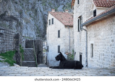 A black Schnauzer dog reclines on an old cobblestone street, gazing down a timeless staircase flanked by classic European architecture. - Powered by Shutterstock