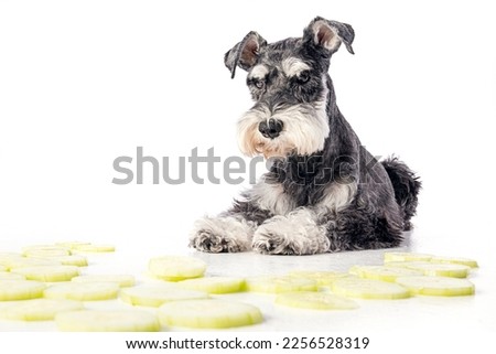 Black Schnauzer dog sitting in front of a white background Stock foto © 