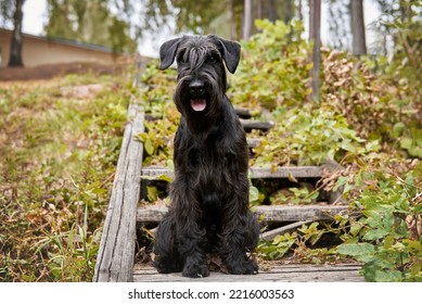 Black Schnauzer Sitting In The Park