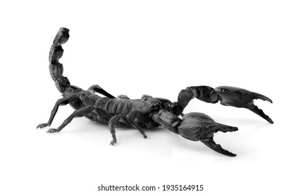 Scorpion Images Photos Et Images Vectorielles De Stock Shutterstock Scorpion Images Photos Et Images Vectorielles De Stock Shutterstock