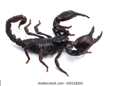 Black scorpion isolated on white background