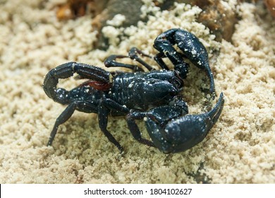 A Black Scorpion On Sand