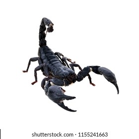 Black Scorpion On White Background Poisonous Stock Photo 1155241663 ...