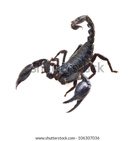 black scorpion on white background