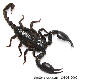 Black Scorpion Poisonous Animals Isolated On White Background
